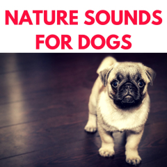 Nature Sounds For Dogs: Doggy Night