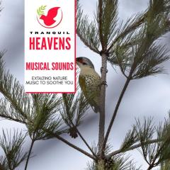 Musical Sounds - Extalting Nature Music to soothe You