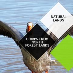Chirps from North Forest Lands - Natural Lands