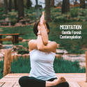 Meditation: Gentle Forest Contemplation