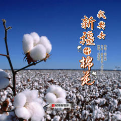 我要去新疆种棉花