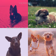 Mellow Music for Walking Dogs